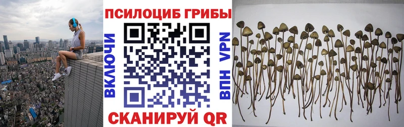 закладка  Скопин  Псилоцибиновые грибы Psilocybe 